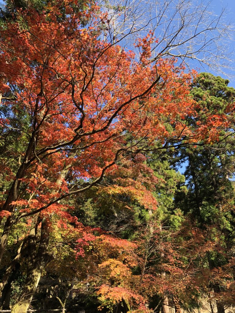 谷汲山山道のもみじ
