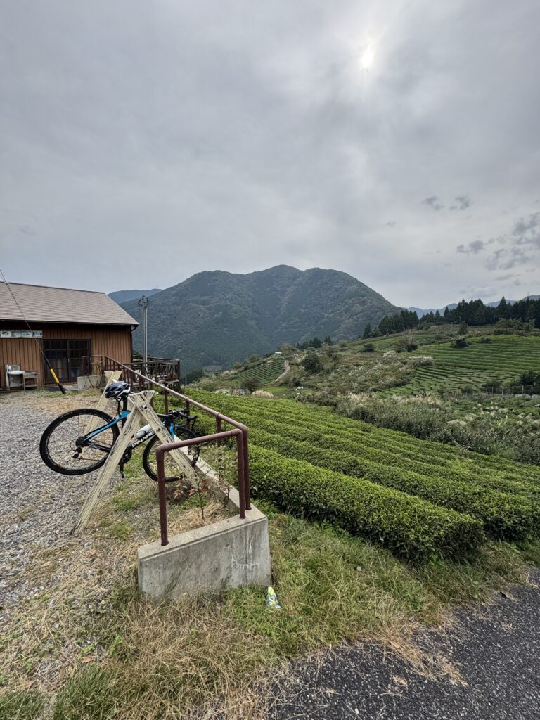 Tea plantation and bicycle