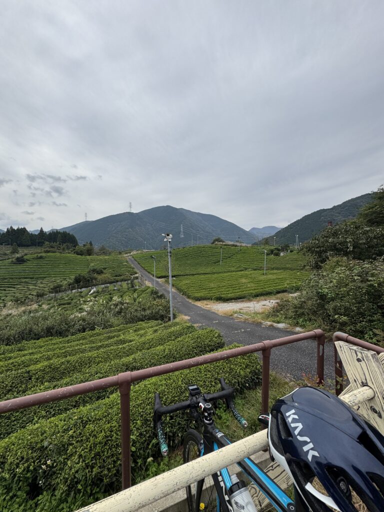 tea plantation and bicycle 2